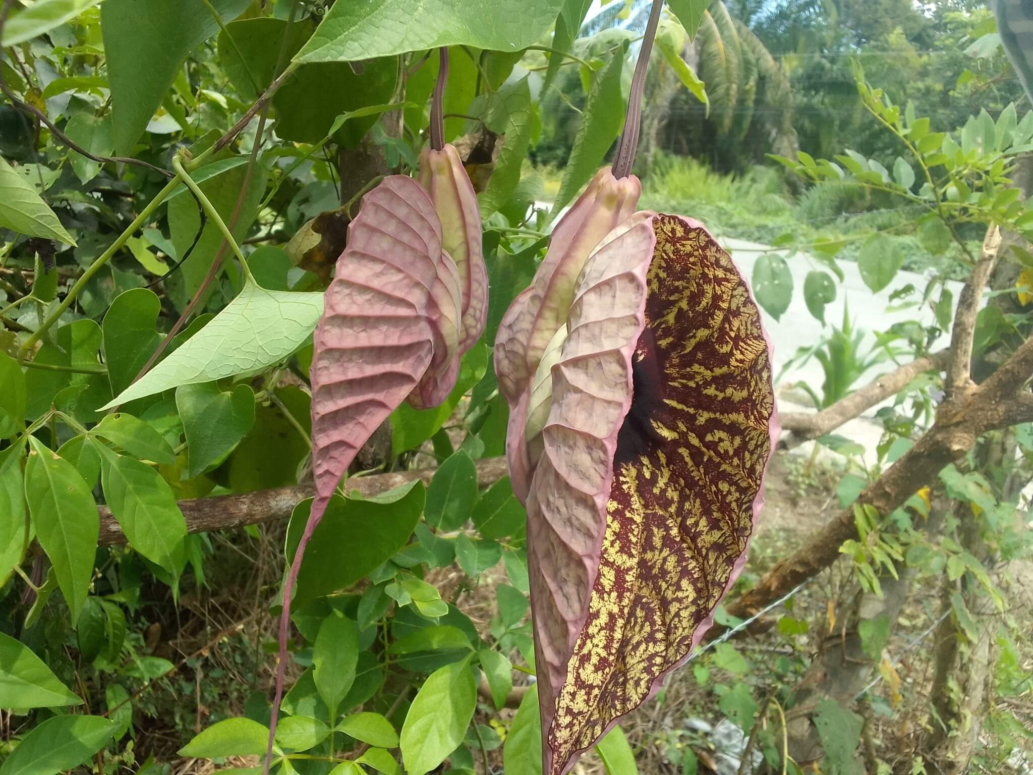Aristolochia grandiflora